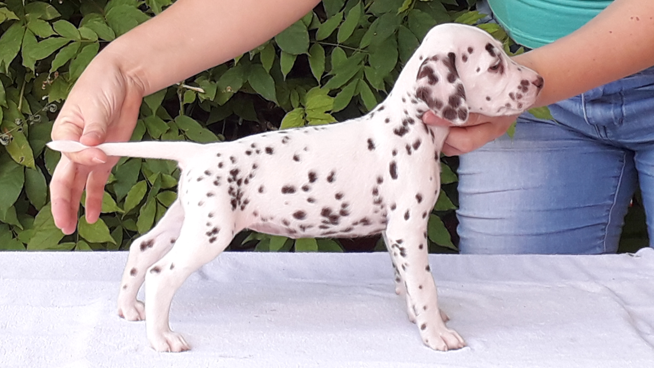 Spotted Angels Dalmata Kennel dalmata tenyésztés eladó dalmata kölyök